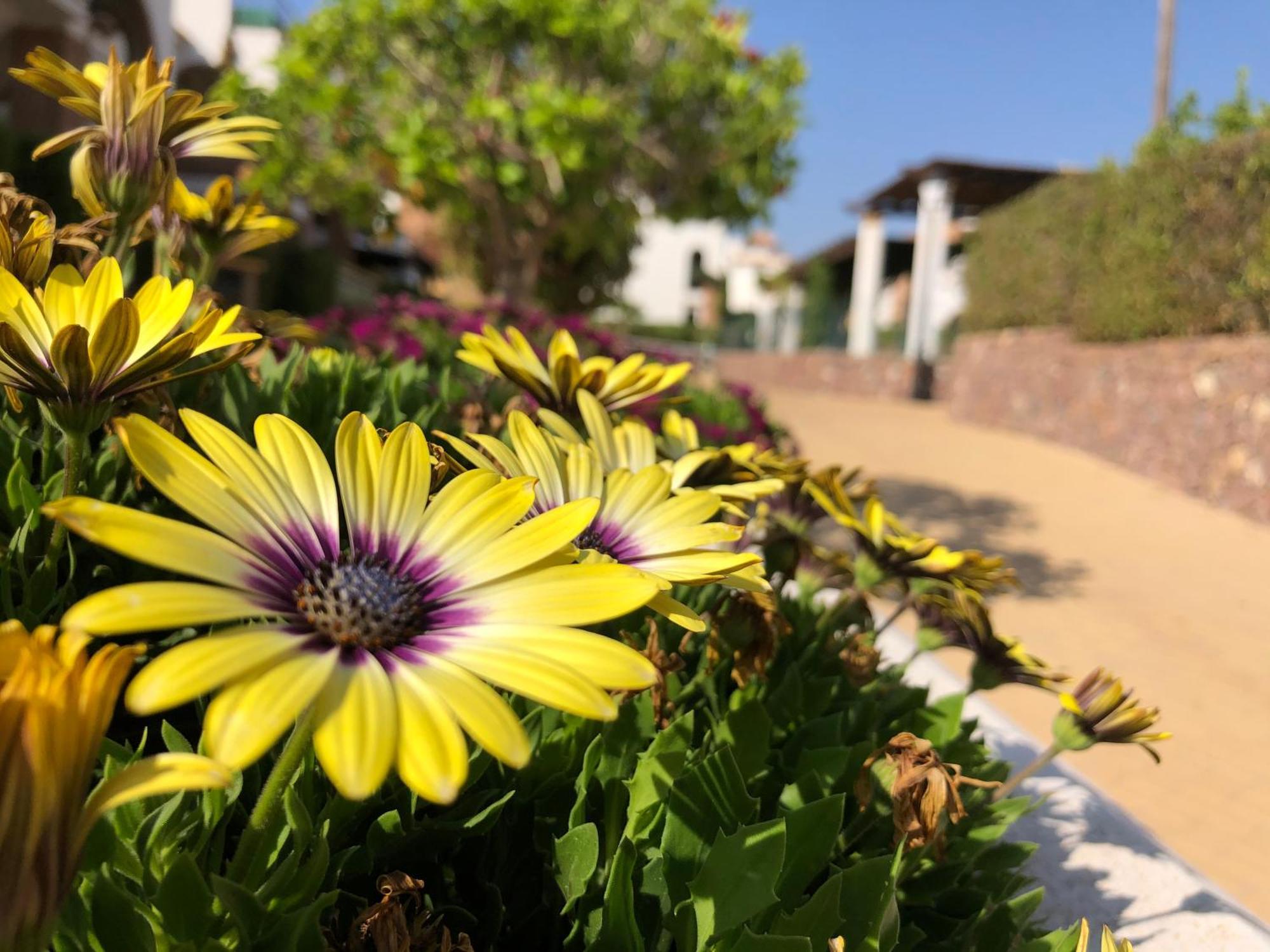Sueno Andaluz Apartament Vera